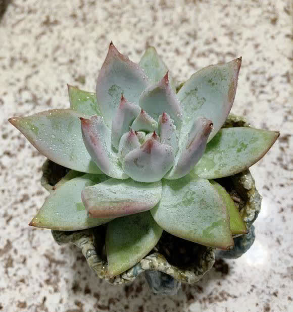 网购多肉不发根,半死不活,重新修理根系,拿到水里泡一泡