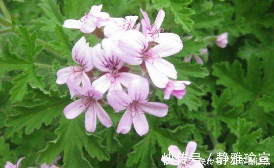 玫瑰|几款花卉美过玫瑰,花开不断,好养易开花,花香四溢飘满屋