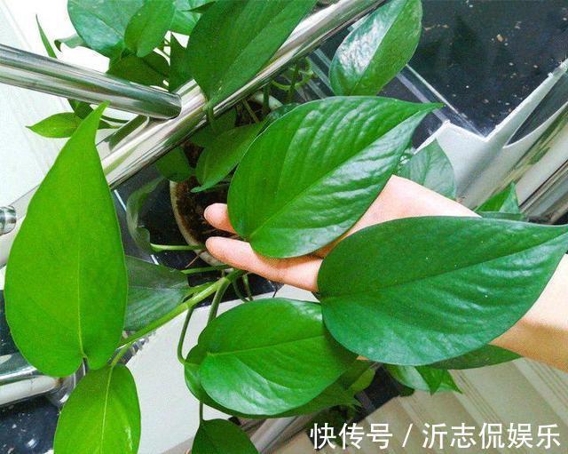 李大爷|李大爷养花，2种水“浇灌”所有花，1盆比1盆旺，从不买“花肥”