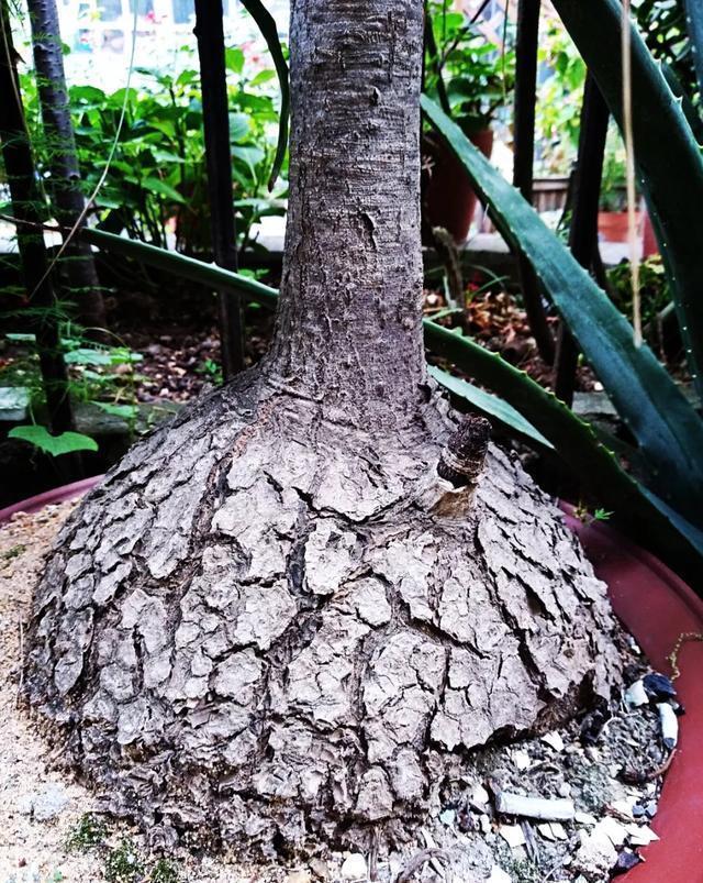 这花有个大肚子,里面全是水,1个月不浇照样活