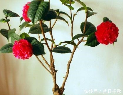 成活率|这“4种”植物,在9月准时扦插,插多少活多少,30天变成新盆栽!