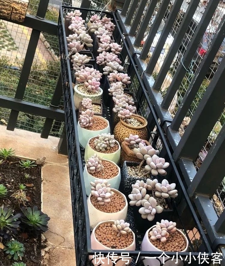 多肉盆栽:强迫症养多肉,必须整整齐齐,一颗也不能乱