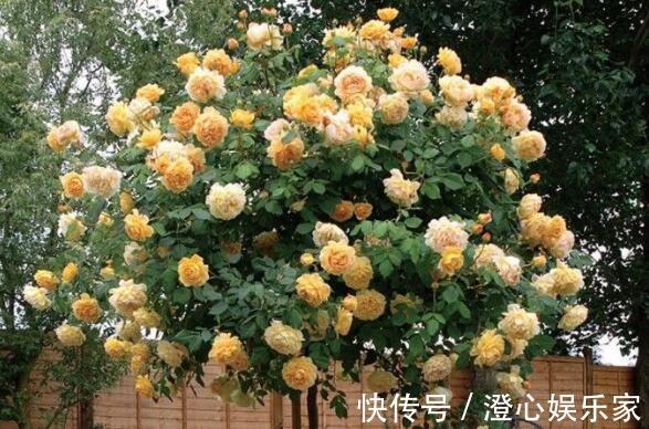 桂花香|家里养盆“黄金花”开花金灿灿，比桂花香，比玫瑰美，养上超值