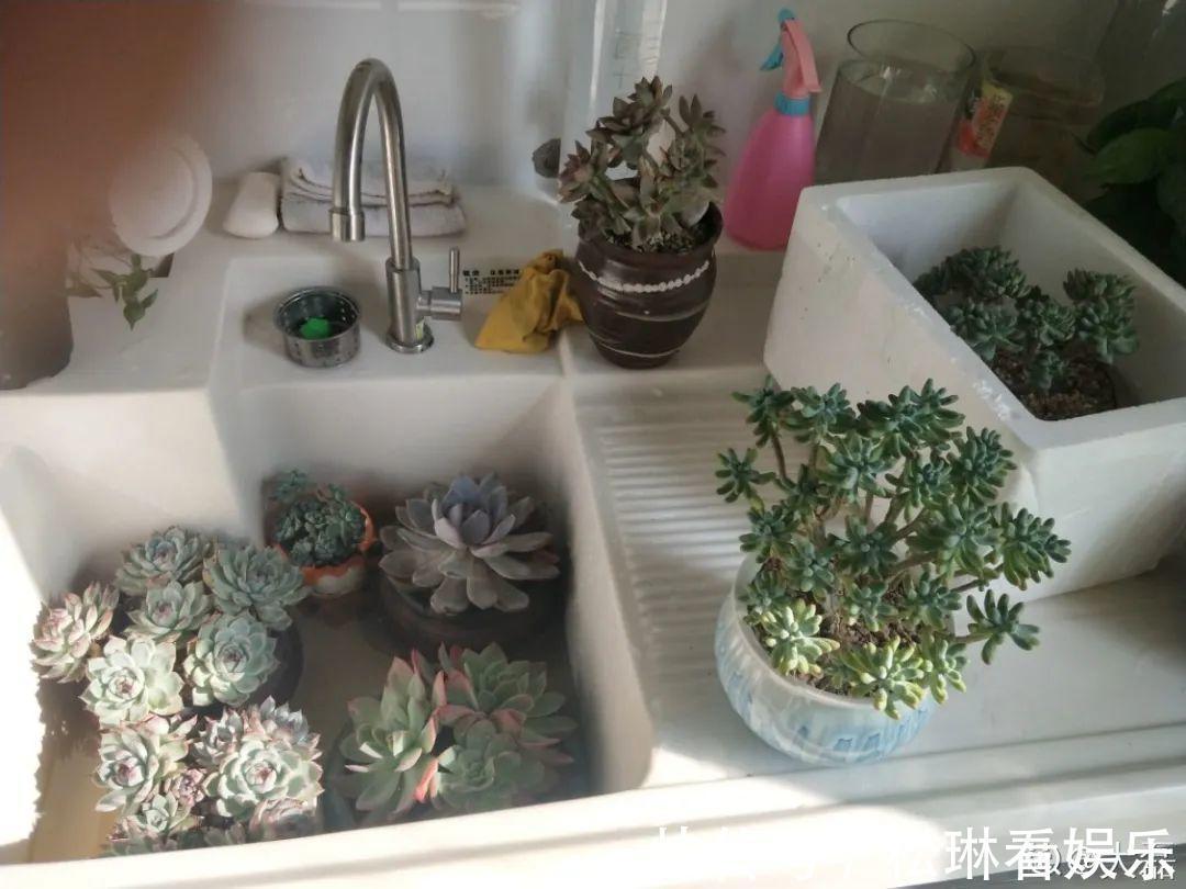 休眠|家里有这7种花,少浇水、不能晒,天热要休眠!