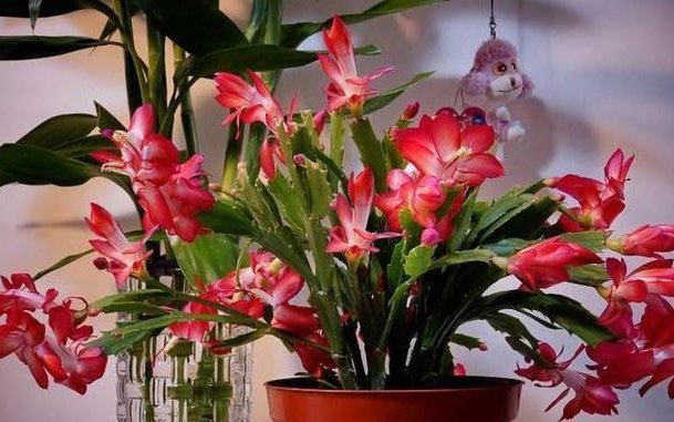 三角梅、蟹爪兰生根慢,只需套上“塑料袋”,15天能长出小白根