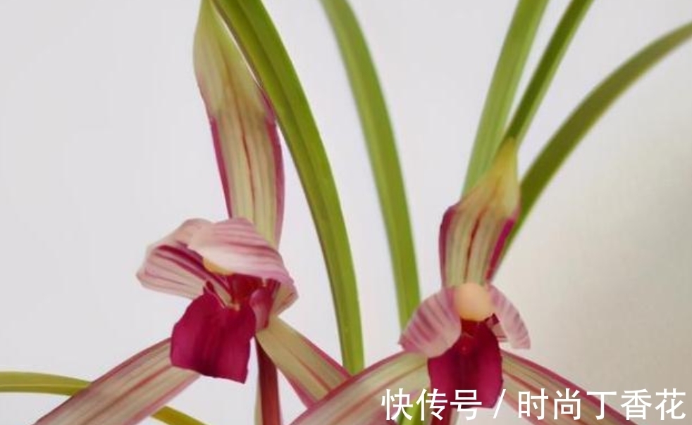 香味|为什么此兰香味这么浓?喜欢闻花香者一起来观赏一下