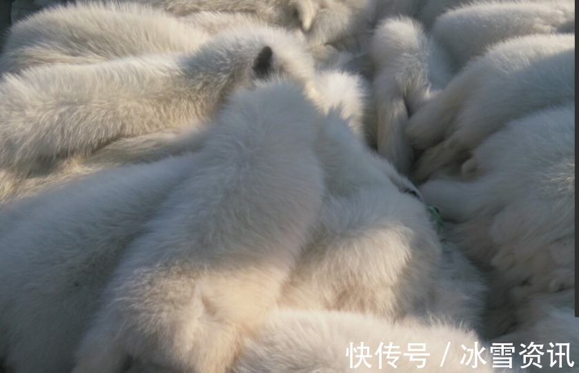 养殖户|曾一件过万也不缺客户,现降价甩卖却无人问津,行业面临危机