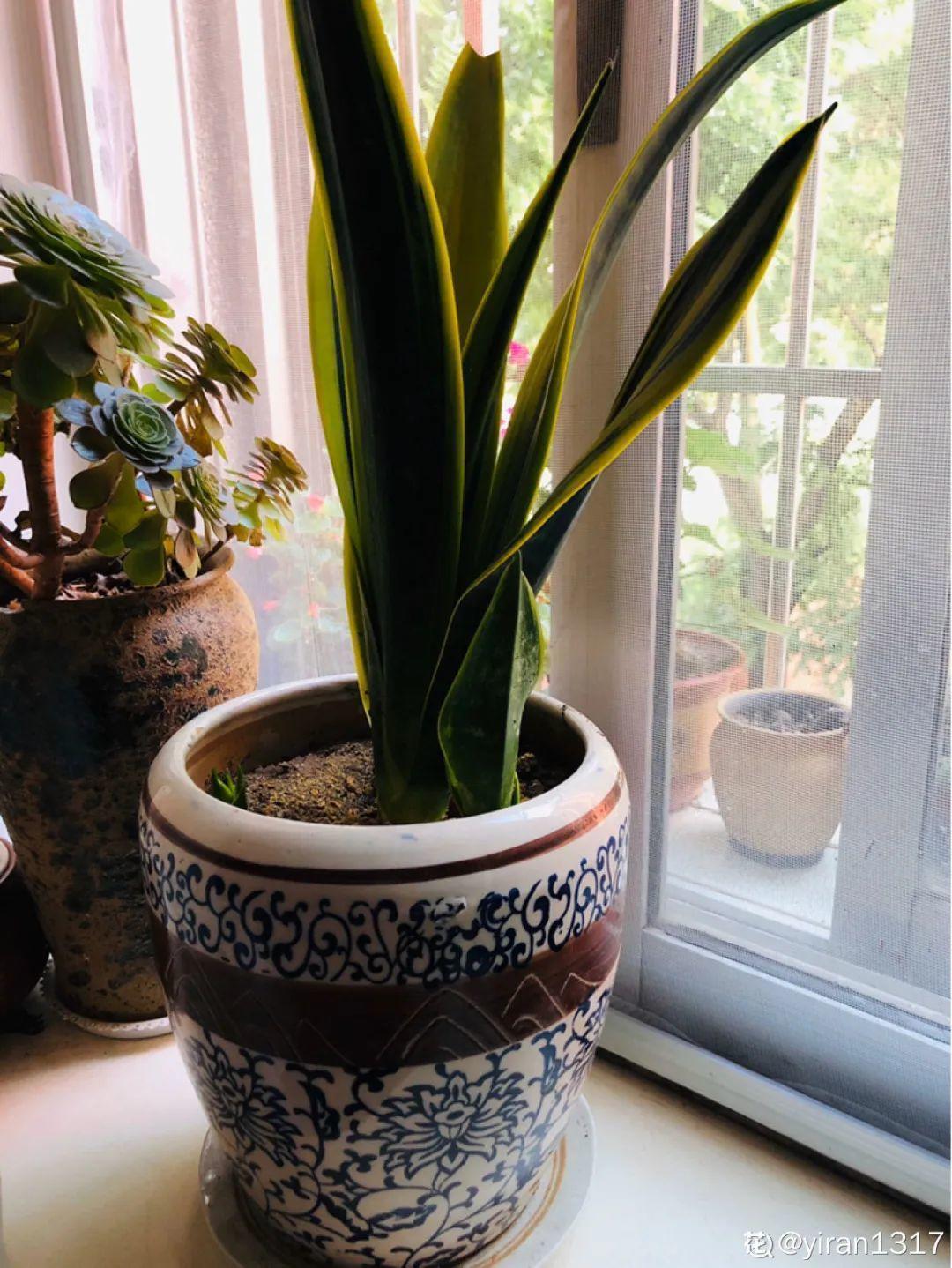虐着养的花,剪成秃子,半月不浇水,呼呼开花