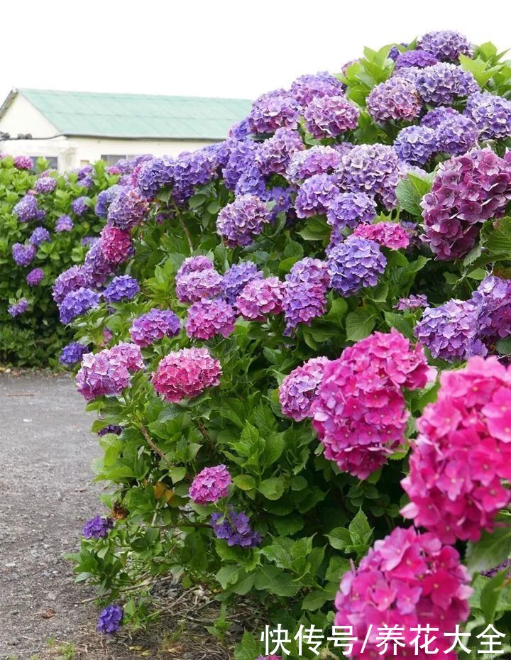 家里有院子的一定要养这4种花，庭院秒变花园，芳香四溢