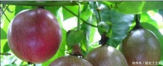 1根枝条插盆里,生根很快,1年结果,水果多到吃不完!