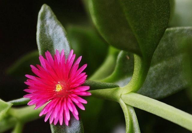 这几种花漂亮开花勤,堪称“开花小机器”,养在阳台上,美极了