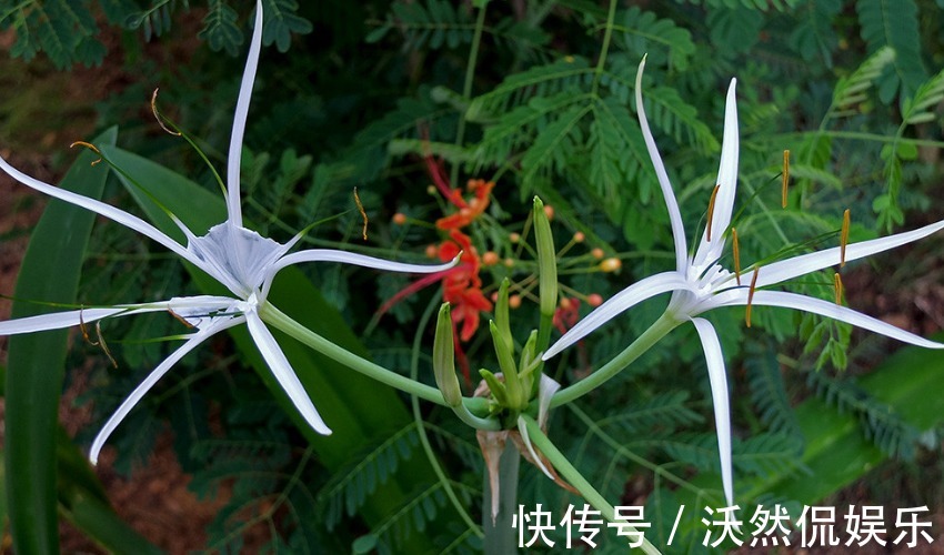 十二生肖|让男人“朝思暮想”的三大生肖女，五官精致气质优雅，还有内涵