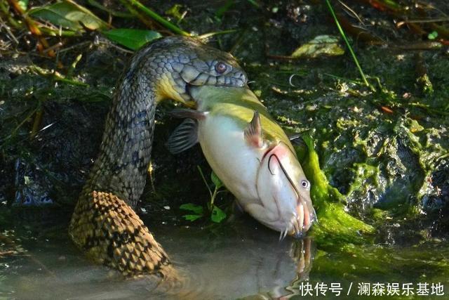 残酷的动物世界 动物捕食瞬间抓拍 让人大开眼界 天合乐学帮助家长发现孩子的更多可能