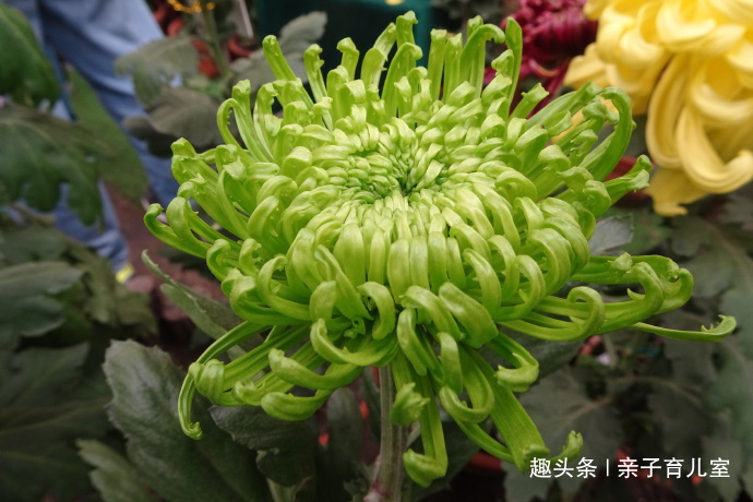 喜欢菊花,不如养“菊中珍品”绿安娜,翠绿如翡翠,淡雅清秀!