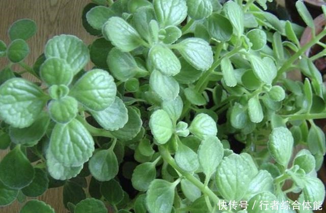 香水不用买,“1种花”放客厅,一年四季“有芳香”,阳台也能养!