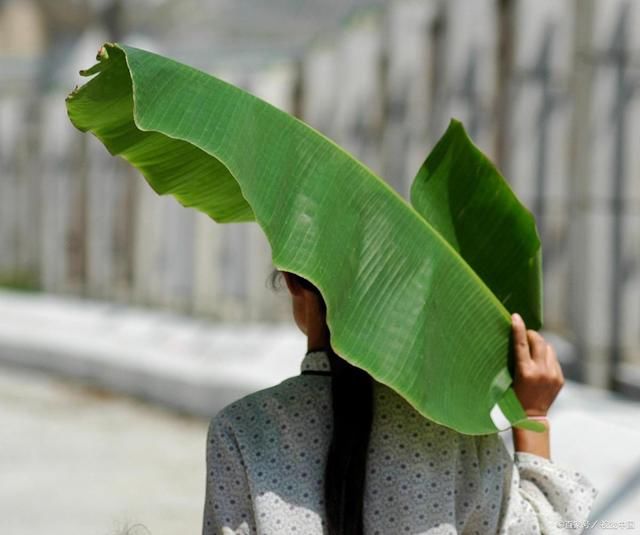 芳卿!18首庭院诗词:独坐绿荫亭阁里,静思凝视美人蕉