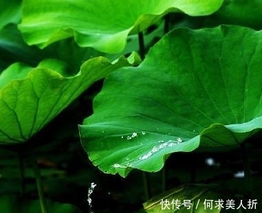 高瞻|两首传世久远的七绝,高瞻与韦庄的对比,却都很精彩!