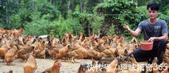 饲料|为什么“鸡不吃黄豆”你知道原因吗