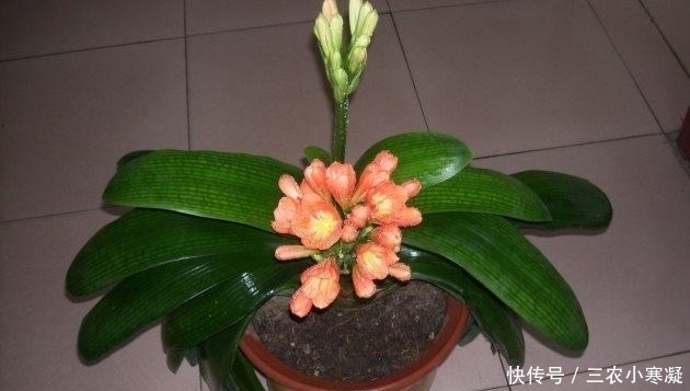 光照|君子兰叶子下垂就浇水 别想得太简单, 要不再也抬不起来了!