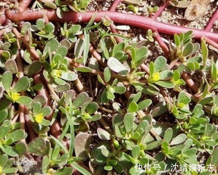 马齿苋|常吃以下3种野菜对身体好，能清热解毒，凉血止血，不妨一试