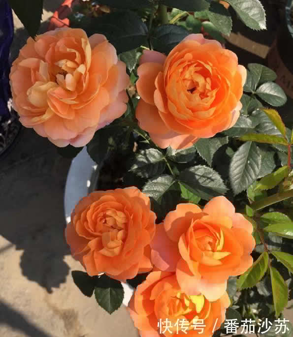 大花微月|都是月季,为啥这个品种尤其“优秀”,适合阳台党盆栽?