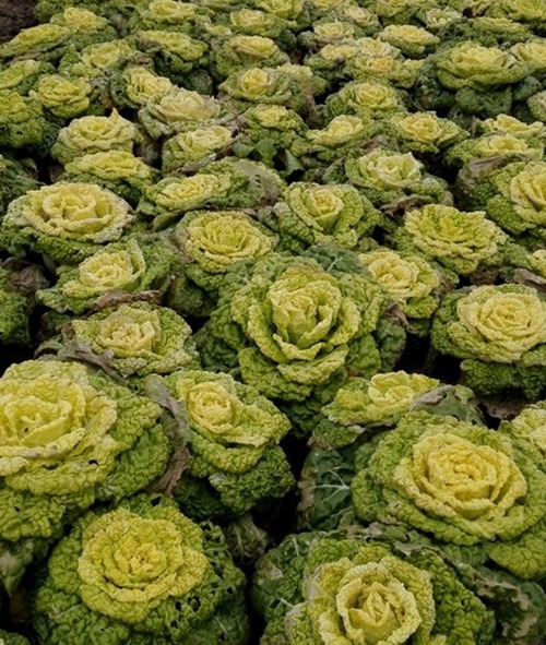 钙质|常给孩子吃此物,再贵也别省,补充钙质,长高个,肌肤更细滑水嫩