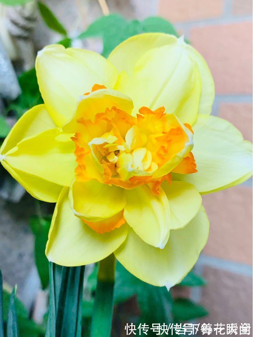 1个“洋葱球”埋土里,20天冒出“青葱芽”,一个月开花比脸大