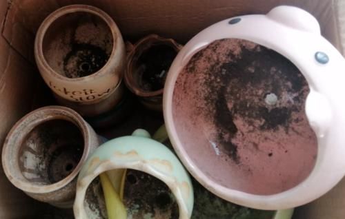 盆儿|有没有喜欢多肉植物，但养啥死啥，最后只剩下一堆盆儿的人？