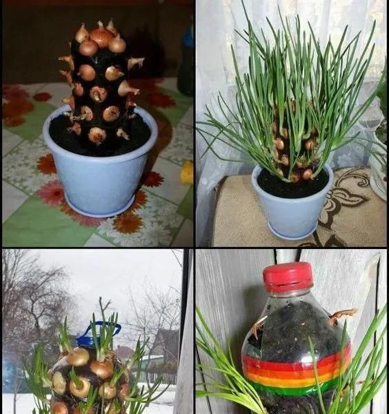 植物|没地种花种菜,没时间浇水几个塑料瓶就能解决,DIY变废为宝
