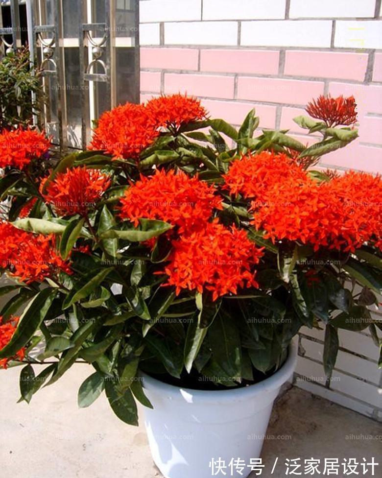 花盆|养花，在浇水后，尽量利用花盆底部的排水孔排泄积水