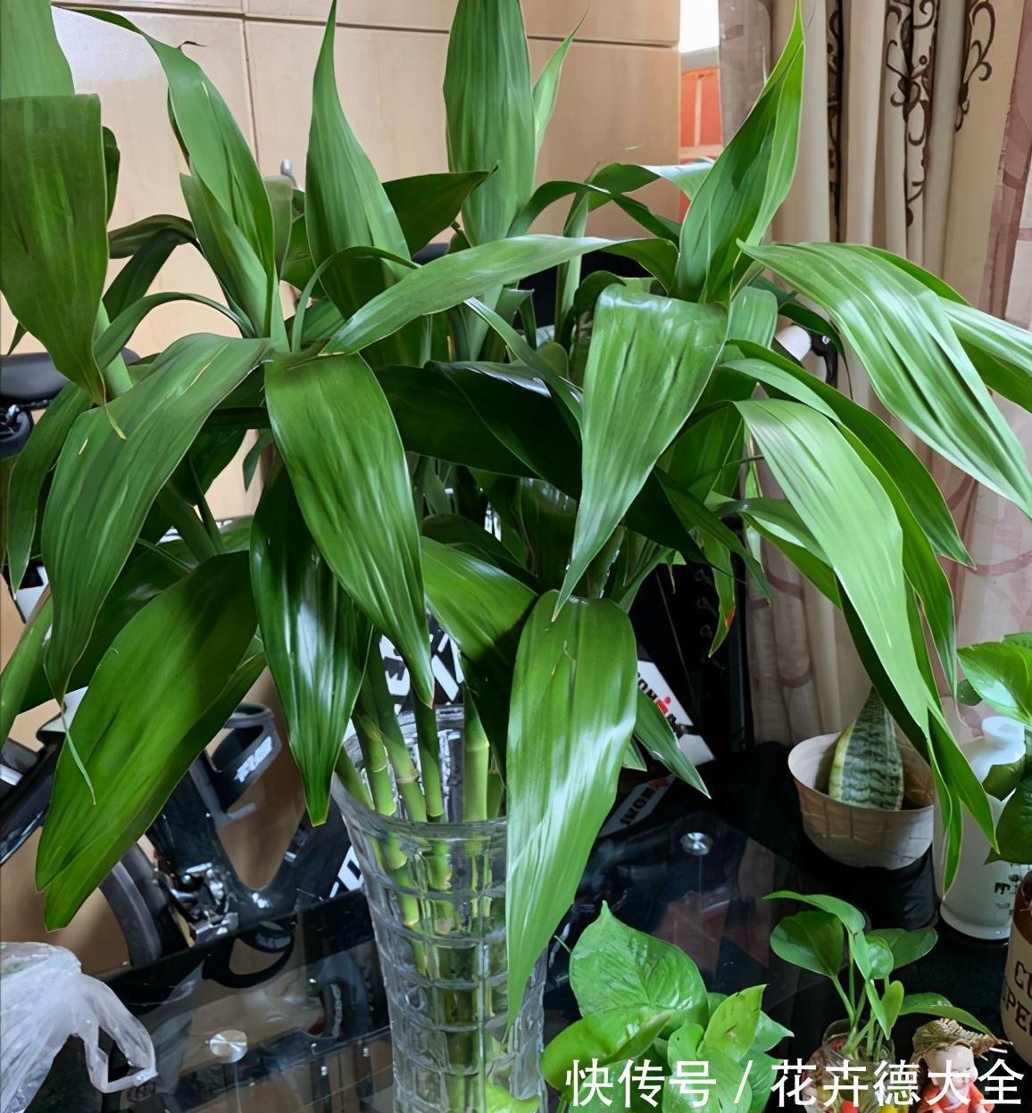 7种“转运花”,家里养一盆,漂亮又吉利,还有好运气