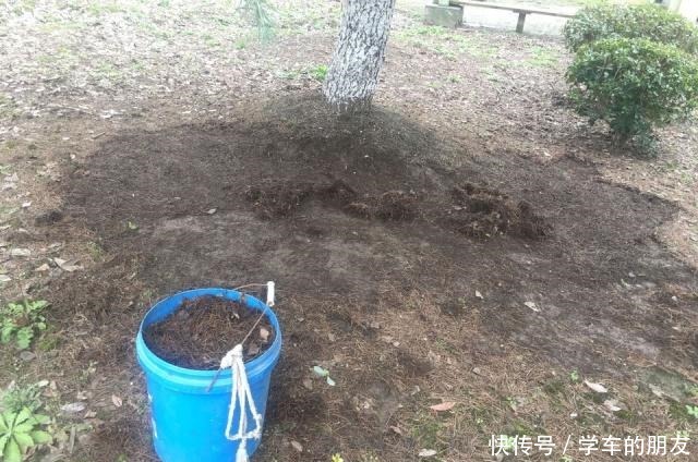 户外挖“2种土”养花，君子兰长得像“大白菜”，茉莉花“爆盆”！