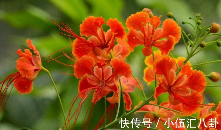 金凤花|从8月26日开始,家养此款花卉,满屋子飘香,花期超级长