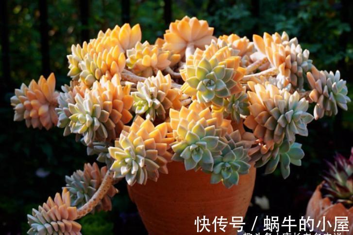 养肉路上处处坑，加州女王居然是这种多肉，不了解就掉坑里了