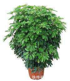 冬天关门关窗，室内空气太差了，养几盆这个花，空气清新不生病