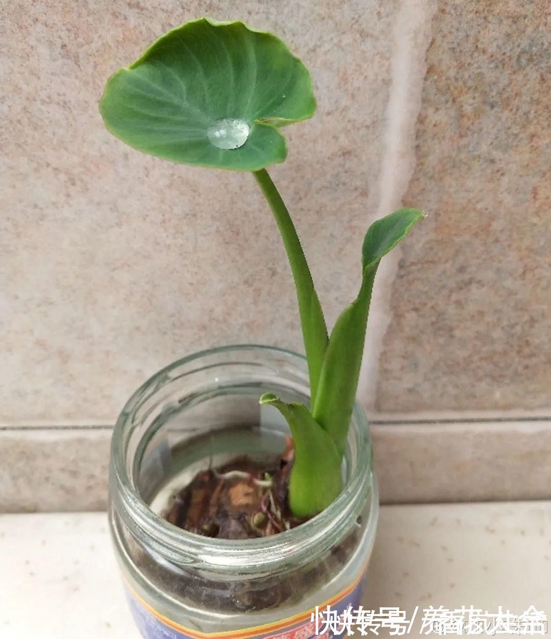 叶子|人参萝卜开花了,我种的花,都是这么奇奇怪怪