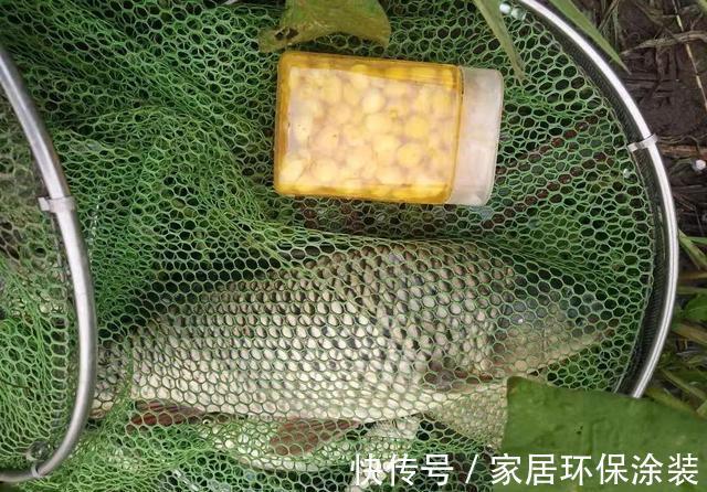 泡酒米|鲜玉米做钓饵这样加工一下,鱼爱吃又方便携带,不比买的差