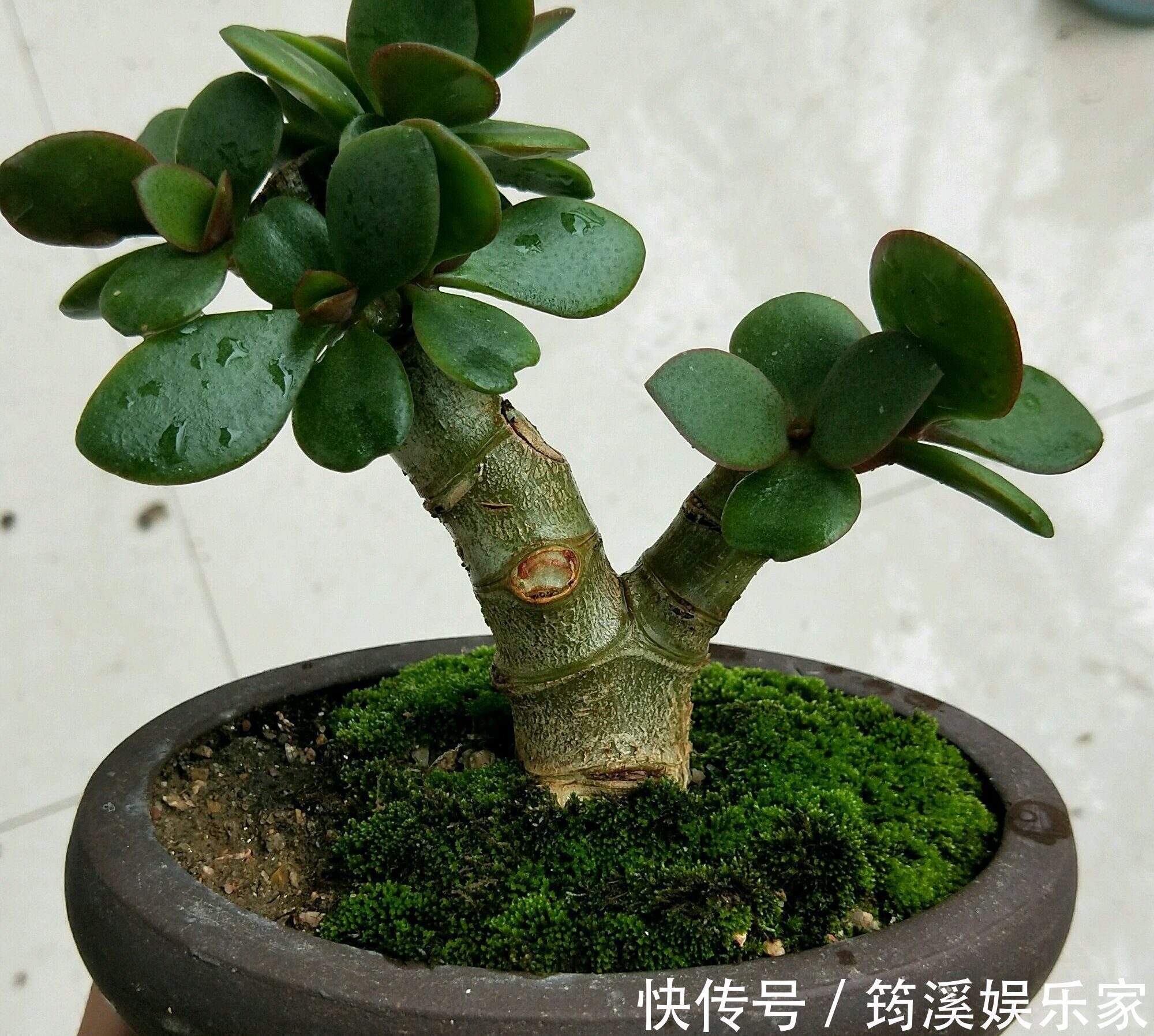 夏季|高温多湿的夏季怎么养护多肉植物玉树盆栽防止掉叶，注意4点