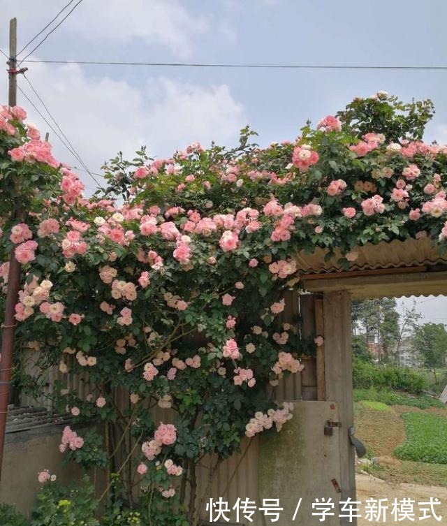 藤本花卉选这种,一年长3米,四季开花,漂亮又好养,盆栽也可以!