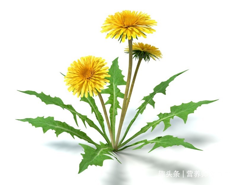 代茶饮|懂得使用蒲公英的人,能收获这5大好处,看看你用对了没