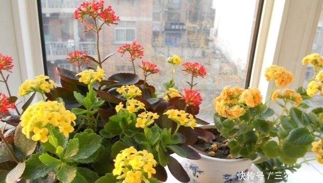 圣诞伽蓝菜|长寿花就该这样养, 阳台变成了烂漫“花海”!