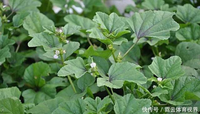 它是“蔬菜之王”,价值高,用处多!你见过吗?