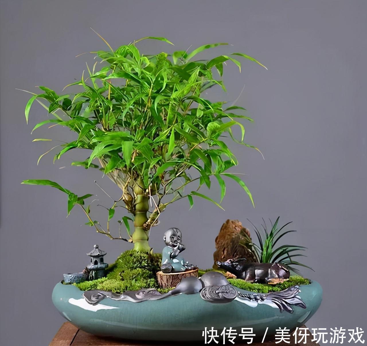 没有院子养不了竹子?错,这几种竹子养在室内,比花好看多了