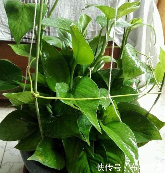 啤酒水加个小药片浇花,君子兰叶片肥厚花蕾多,绿萝疯长几十米
