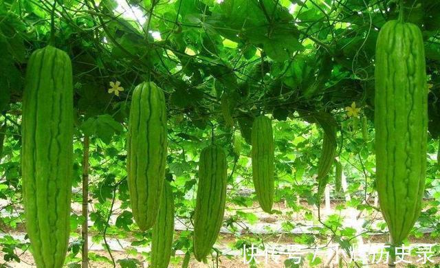 苦瓜|每天吃玉米,可以“控糖”吗?医生:若想胰岛健康,吃3物,做4事