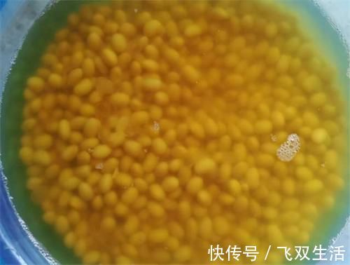 养君子兰,在盆里下“猛料”,叶绿根肥,年年开花收不住