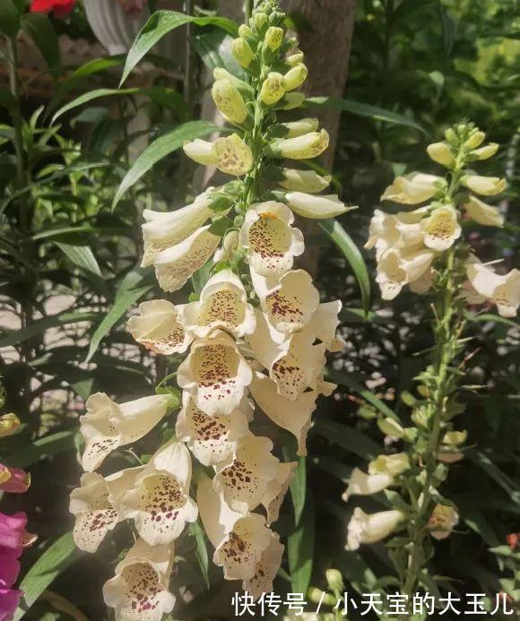 记录一下我养过的花，1000多盆都有啥