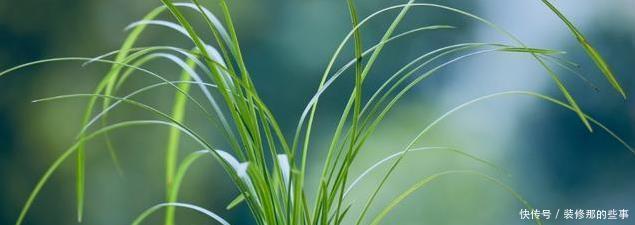 兰花|怎样在众多兰花中,一眼就能区分出莲瓣兰?