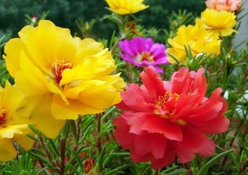 有4种花，开花漂亮又好养，春天栽种正好