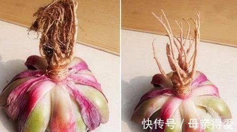 网购带土球多肉植物请不要直接栽,修根晾根不能省,根好多肉壮